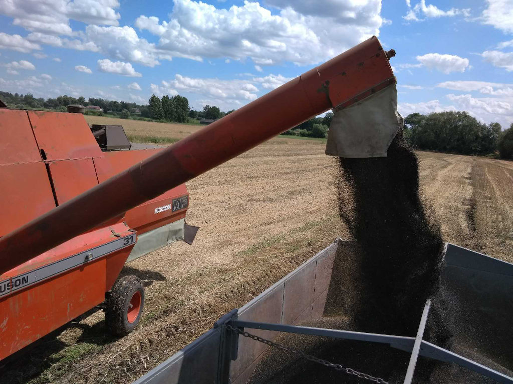 rzepak, kombajn, zbiór, Sahryń