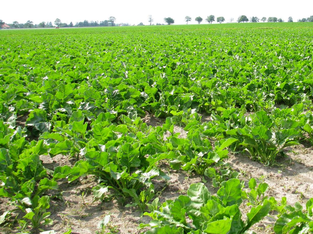 zagórski, kgs, buraki cukrowe, plantatorzy