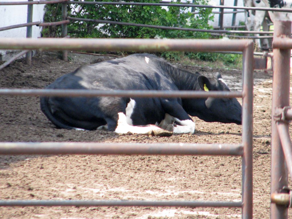 izba rolnicza, dir, samorząd rolniczy, inspekcja weterynaryjna, zgłoszenie, padnięcie, zwierzę, formularz