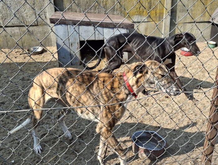 gospodarstwo, psy, chart, zezwolenie