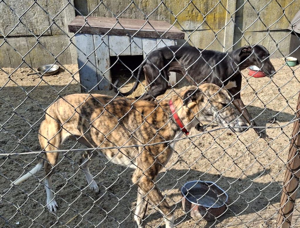 gospodarstwo, psy, chart, zezwolenie