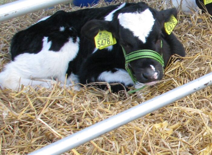 pir, terminy, dobrostan zwierząt, cielęta