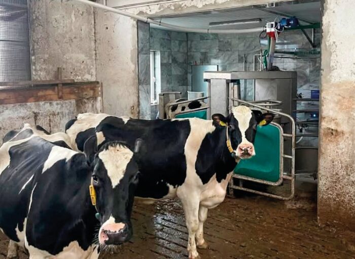 GEA Farm Technologies, robot udojowy, modernizacja obory, hala udojowa, dój krów, mleko, legowiska, żywienie, woda