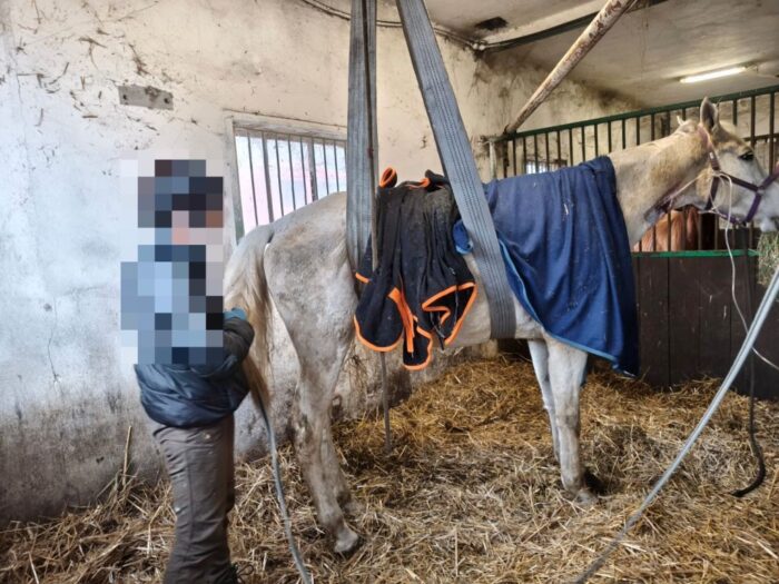 koń, akcja ratunkowa, gospodarz, ciągnik