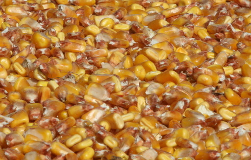 izba zbożowo-paszowa, izp, rynek, kukurydza, zbiory, plony, skup, ceny