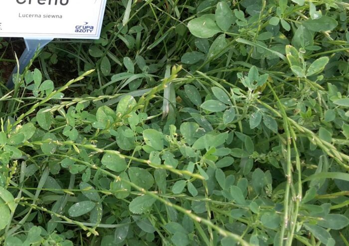 izby rolnicze, lucerna, ubezpieczenie upraw, dopłata do ubezpieczenia