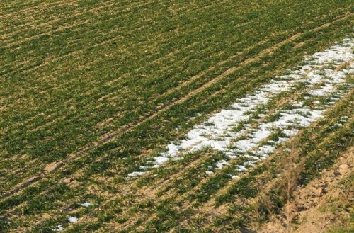 wir, przymrozki, ubezpieczenie, ubezpieczenie upraw