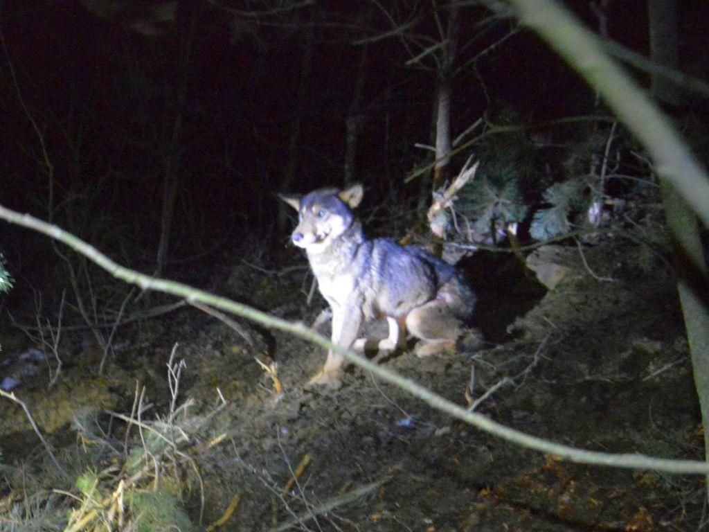 tsue, wyrok, wilki, odstrzał wilków