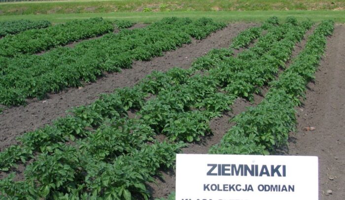 copa cogeca, grupa robocza, ziemniaki, uprawa ziemniaków