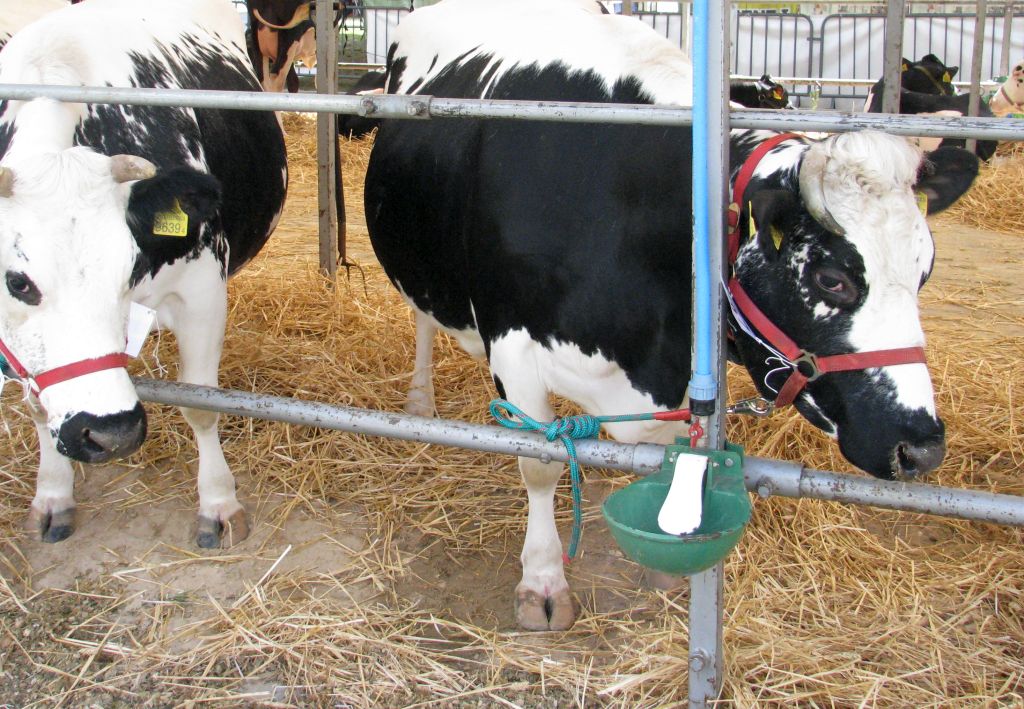 choroby bydła, ibr, bvd, zwalczanie chorób zwierząt