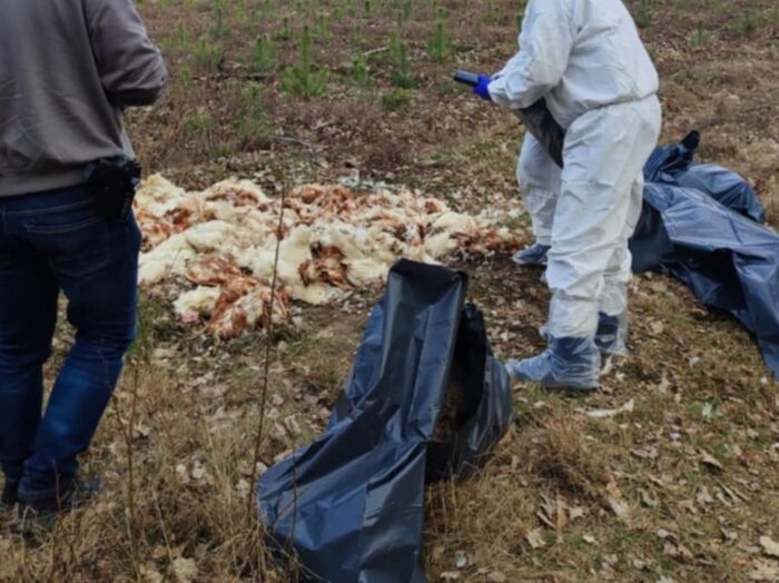 rdlp olsztyn, martwy drób, martwe kury, lasy