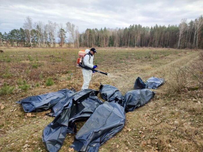 martwe kury, martwy drób, ptasia grypa, grypa ptaków