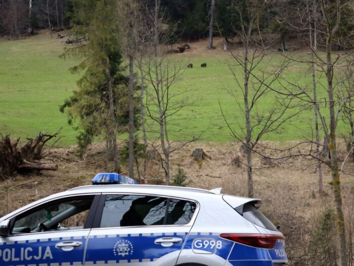 niedźwiedzie, zagrożenie, kozy, hodowla