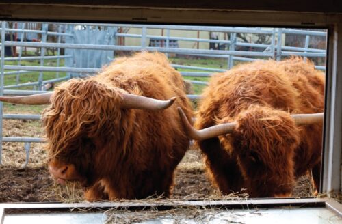 Hoduj z Głową Bydło, bydło mleczne, bydło mięsne, opasy, cielęta, krowy, hodowcy bydła