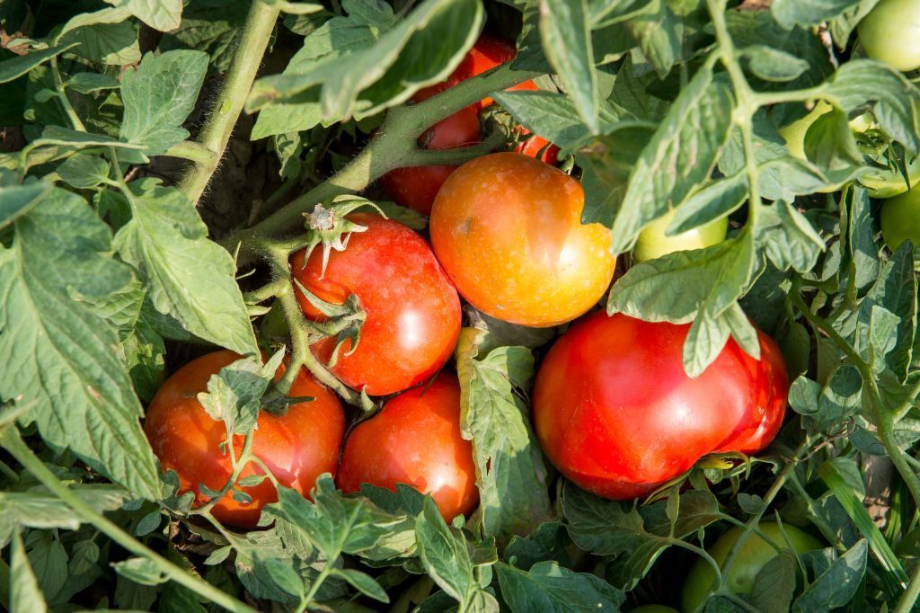 import warzyw, warzywa szklarniowe, pomidory, ogórki