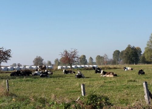 arimr, nabór, wnioski, wsparcie, dobrostan zwierząt