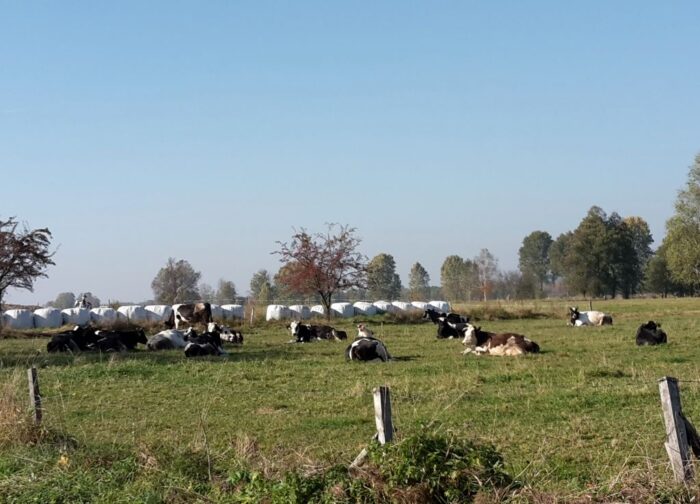 arimr, nabór, wnioski, wsparcie, dobrostan zwierząt