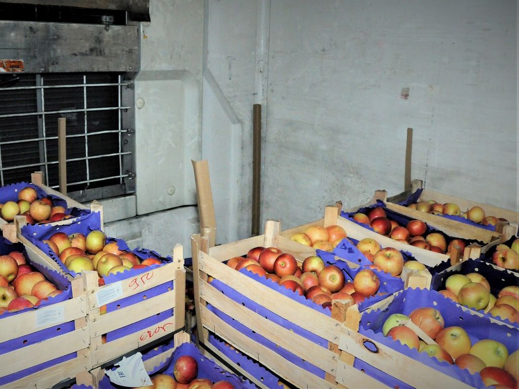 kazachstan, jabłka, import jabłek, polskie jabłka