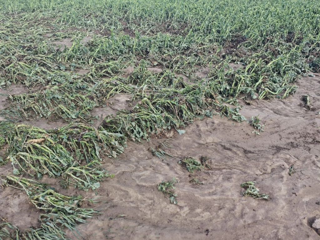 szkody w uprawach, straty, deszcze ulewne, deszcze