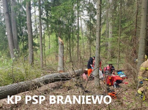wypadek, prace leśne, wycinka drzew, ranny mężczyzna, ranny pilarz