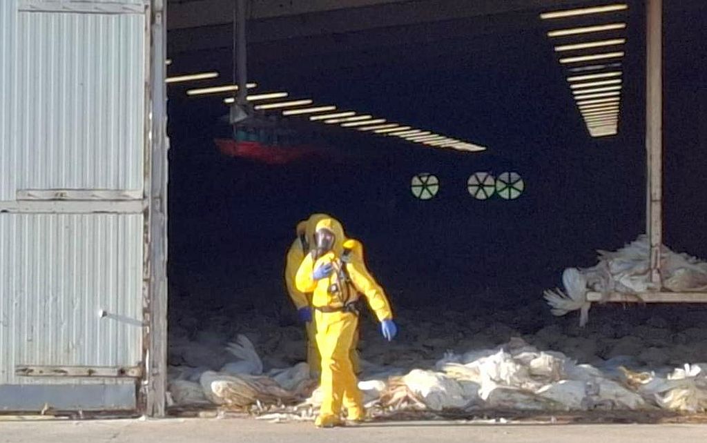 inspekcja weterynaryjna, ognisko ptasiej grypy, grypa ptaków, ptasia grypa