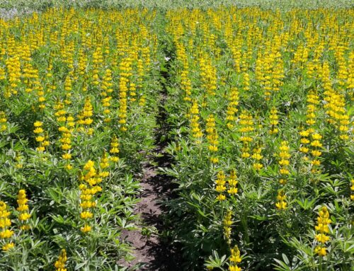 mrirw, materiał siewny, dopłaty, dopłaty do materiału siewnego