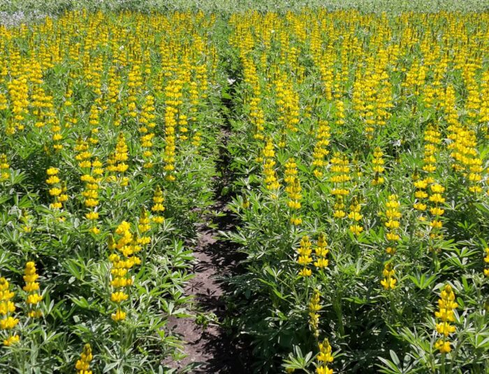 mrirw, materiał siewny, dopłaty, dopłaty do materiału siewnego