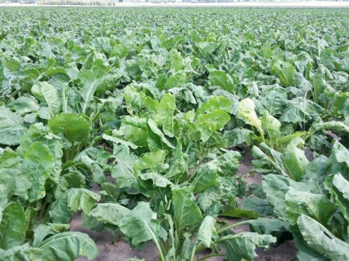 lir, szarek komośnik, szkodnik, buraki cukrowe