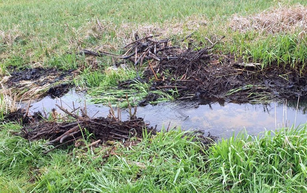 bobry, tamy, tamy bobrowe, niszczenie tam