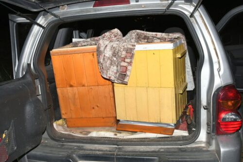 kradzież, ule, ul, kradzież uli