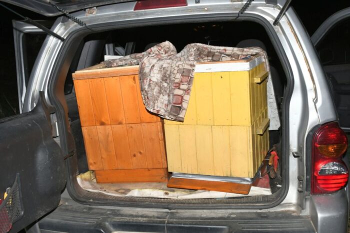 kradzież, ule, ul, kradzież uli