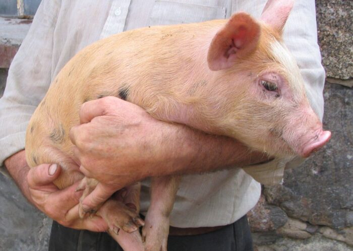 warchlaki z danii, import prosiąt, pogłowie prosiąt, produkcja trzody