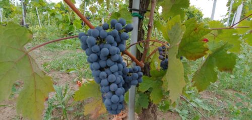 winogrono