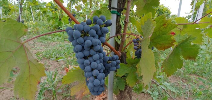 winogrono