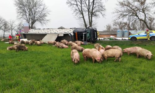 wywrócona ciężarówka, przewóz trzody, trzoda chlewna, ranny kierowca