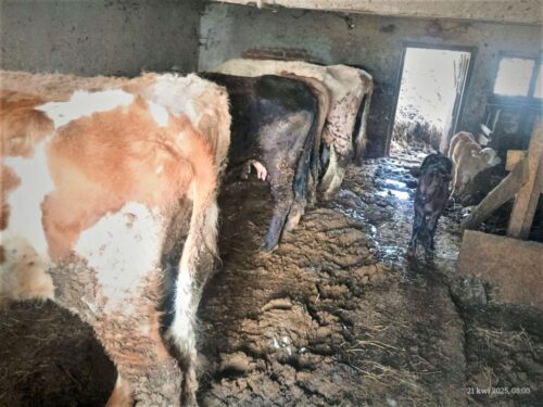 gospodarstwo, hodowla, znęcanie się, krowy, świnia