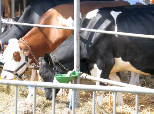 resort rolnictwa, bioasekuracja, choroby zwierząt, koszty bioasekuracji
