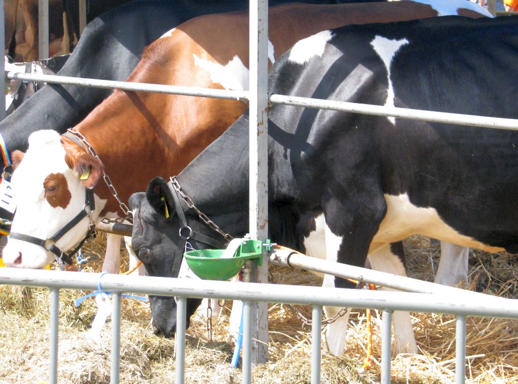 resort rolnictwa, bioasekuracja, choroby zwierząt, koszty bioasekuracji
