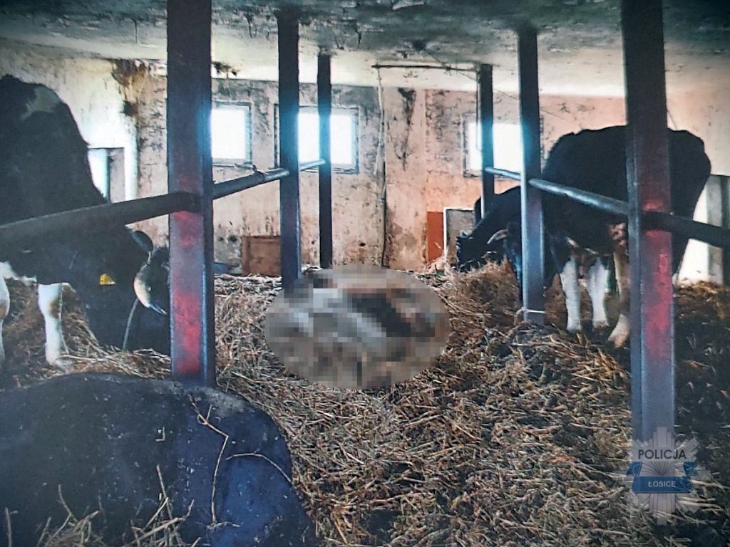 padłe bydło, zaniedbane bydło, znęcanie się, zatrzymanie