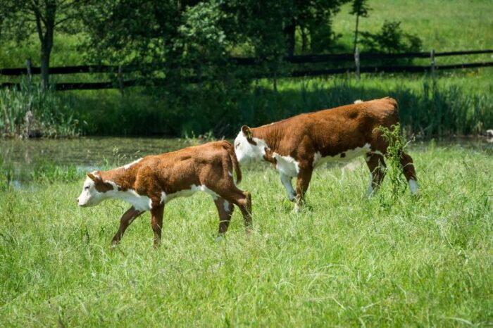 ubój na własne potrzeby, ubój zawodowy, ubój zwierząt, ministerstwo rolnictwa