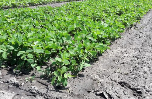 piorin, kontrole, uprawy gmo, rośliny gmo