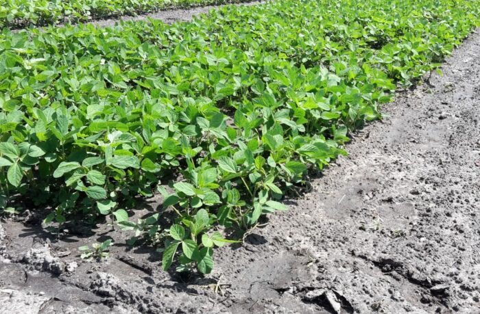 piorin, kontrole, uprawy gmo, rośliny gmo