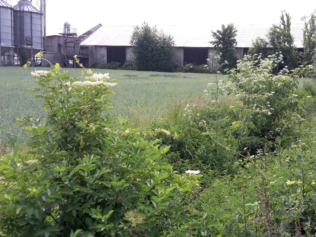 raport, ipbes, gatunki inwazyjne, środowisko, przyroda, gospodarka