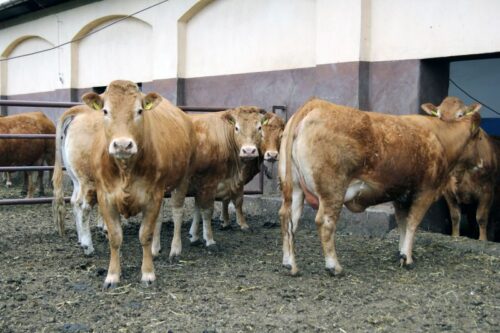 jałówki hodowlane, bydło mięsne, jałówki czystorasowe, Jacek Klimza, PZHiPBM, krowy mamki, cielęta, opas cieląt