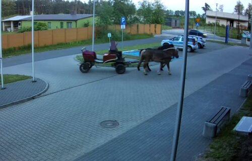 pijany woźnica, konie, zaprzęg, kontrola