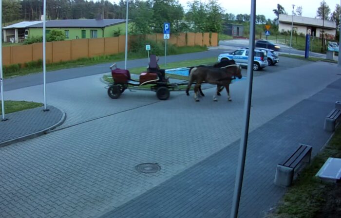 pijany woźnica, konie, zaprzęg, kontrola