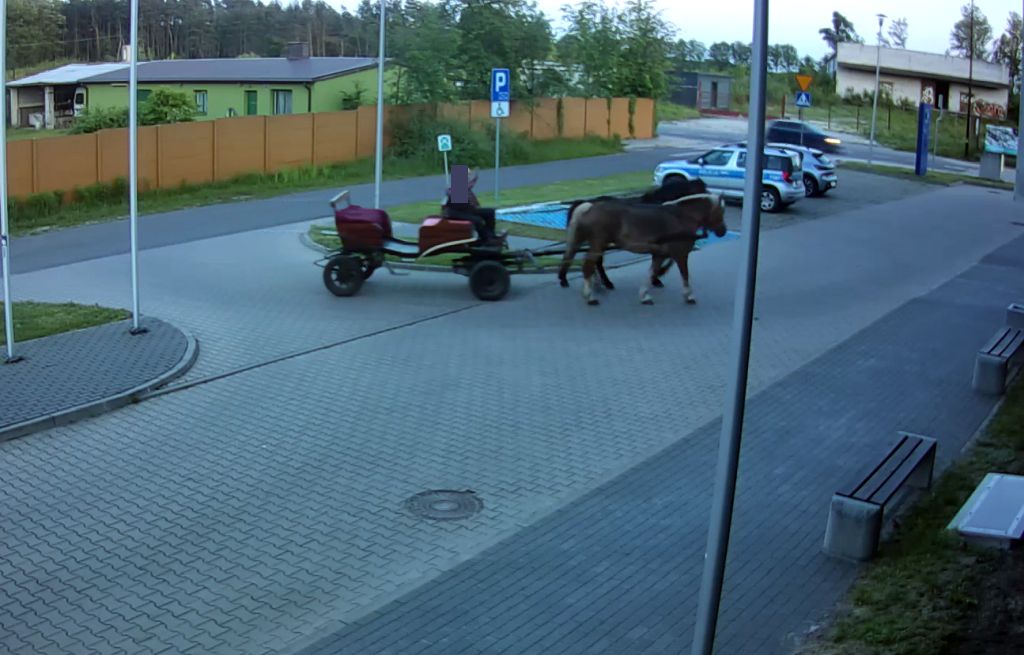 pijany woźnica, konie, zaprzęg, kontrola