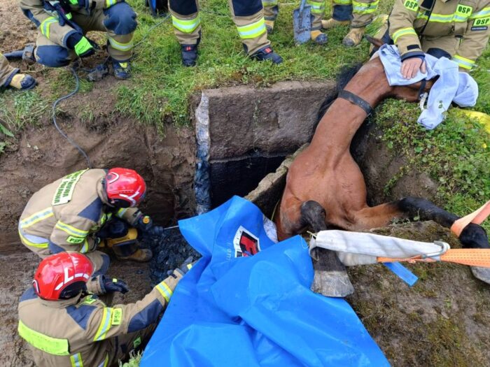 akcja ratunkowa, koń, psp, ratowanie konia