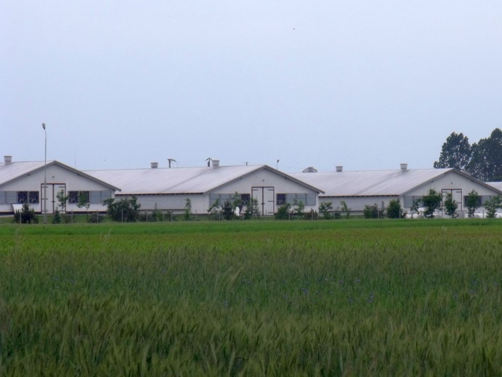 kowr, wroński, drób, produkcja drobiu, mięso drobiowe, eksport, ptasia grypa, koszty produkcji, ceny