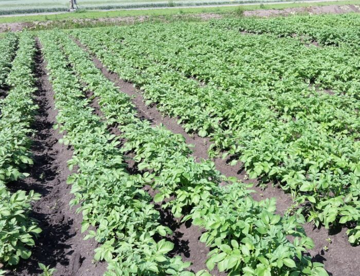 metrybuzyna, ochrona roślin, ochrona przed chwastami, środki ochrony roślin